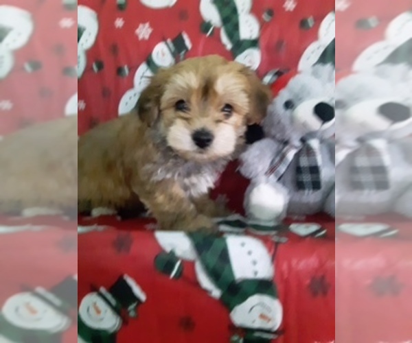 Medium Photo #5 Yo-Chon Puppy For Sale in SCOTTVILLE, MI, USA