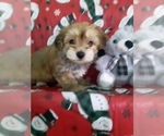Small Photo #5 Yo-Chon Puppy For Sale in SCOTTVILLE, MI, USA