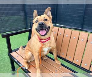 German Shepherd Dog-Unknown Mix Dogs for adoption in Orange, CA, USA