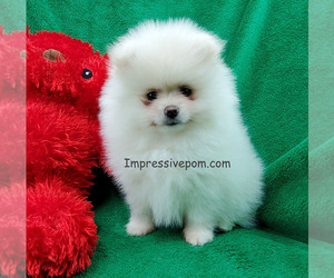 Pomeranian Puppy for sale in MARIONVILLE, MO, USA