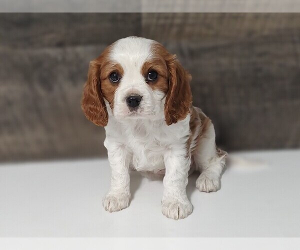 Medium Photo #6 Cavalier King Charles Spaniel Puppy For Sale in CLARK, MO, USA
