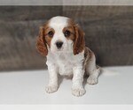 Small Photo #6 Cavalier King Charles Spaniel Puppy For Sale in CLARK, MO, USA