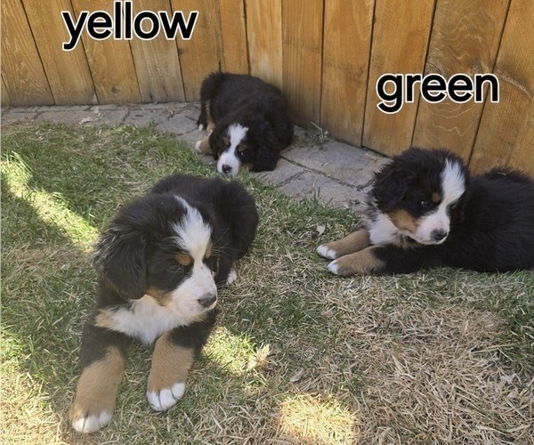 Medium Photo #11 Bernese Mountain Dog Puppy For Sale in SALMON, ID, USA