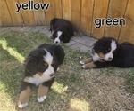 Small #10 Bernese Mountain Dog