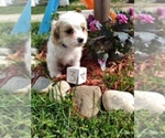 Small Photo #2 Cavachon Puppy For Sale in SCOTTVILLE, MI, USA