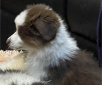 Small Photo #2 Australian Shepherd Puppy For Sale in BENTONVILLE, AR, USA