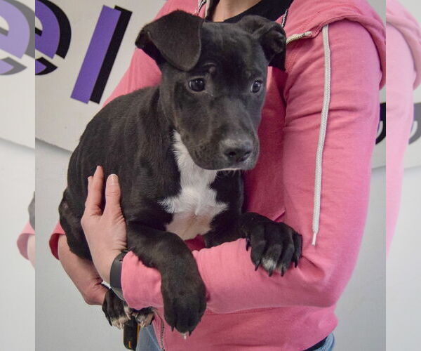 Medium Photo #3 American Staffordshire Terrier-Unknown Mix Puppy For Sale in Huntley, IL, USA