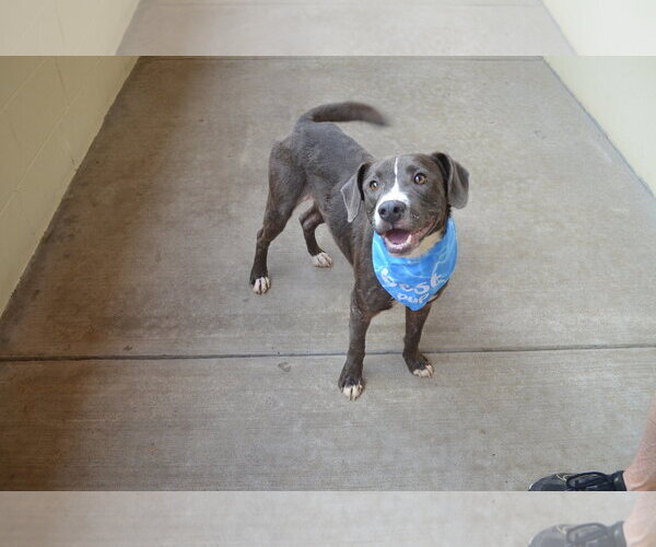 Medium Photo #2 Mutt Puppy For Sale in McKinney, TX, USA