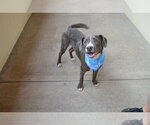 Small #1 Mutt