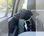Small Photo #20 Labrador Retriever-Unknown Mix Puppy For Sale in Mount Laurel, NJ, USA