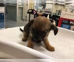 Small Mutt