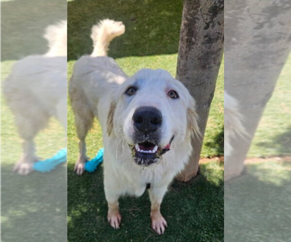 Medium Photo #3 Great Pyrenees-Unknown Mix Puppy For Sale in Lakewood, CO, USA