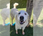 Small #2 Great Pyrenees Mix