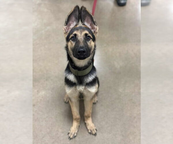 Medium Photo #2 German Shepherd Dog-Unknown Mix Puppy For Sale in Canton, CT, USA