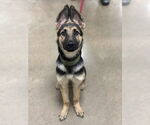 Small #1 German Shepherd Dog Mix