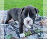 Small Photo #2 French Bulloxer Puppy For Sale in CANAJOHARIE, NY, USA