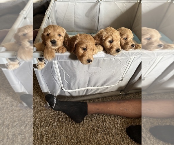 Medium Photo #4 Goldendoodle Puppy For Sale in DENTON, TX, USA