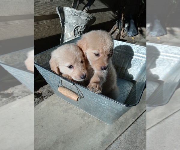 Medium Photo #9 Golden Retriever Puppy For Sale in ANAHEIM, CA, USA