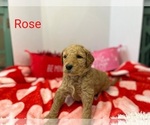 Small Photo #2 Goldendoodle Puppy For Sale in CEREDO, WV, USA