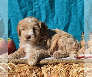 Poodle (Miniature)-Sheepadoodle Mix Puppy for sale in SUNBURY, PA, USA