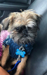 Small Photo #1 Brussels Griffon Puppy For Sale in WESLEY CHAPEL, FL, USA