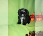 Puppy Sammy Morkie