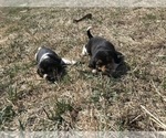 Small Photo #4 Beagle Puppy For Sale in DURHAM, KS, USA