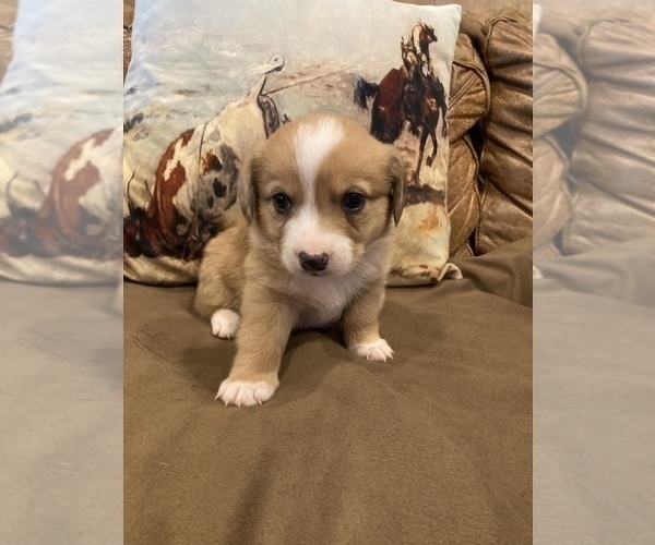 Medium Photo #3 Aussie-Corgi Puppy For Sale in LUBBOCK, TX, USA