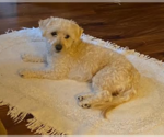 Small Photo #1 Maltese Puppy For Sale in Brooklyn Center, MN, USA
