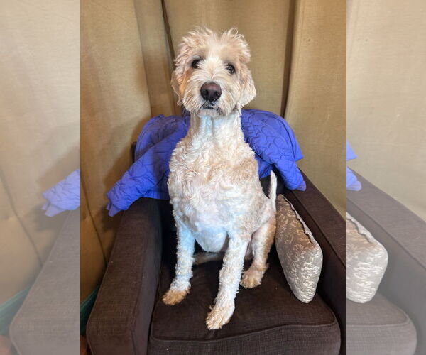 Medium Photo #3 Poodle (Standard)-Unknown Mix Puppy For Sale in Pacolet, SC, USA