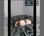Small #1 Poodle (Toy)-Zuchon Mix