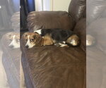 Small #2 Beagle