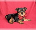Small Photo #5 Yorkshire Terrier Puppy For Sale in BIRD IN HAND, PA, USA