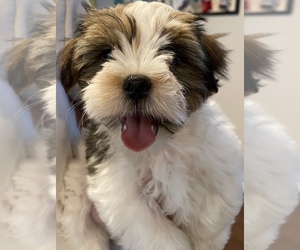 Morkie Puppy for sale in THE COLONY, TX, USA