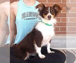 Small #1 Australian Shepherd