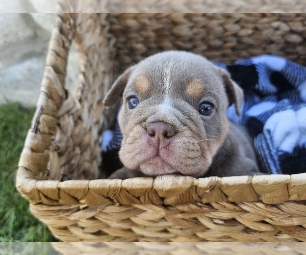 Medium Photo #3 Bulldog Puppy For Sale in RIVERSIDE, CA, USA