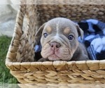 Small Photo #7 Bulldog Puppy For Sale in RIVERSIDE, CA, USA