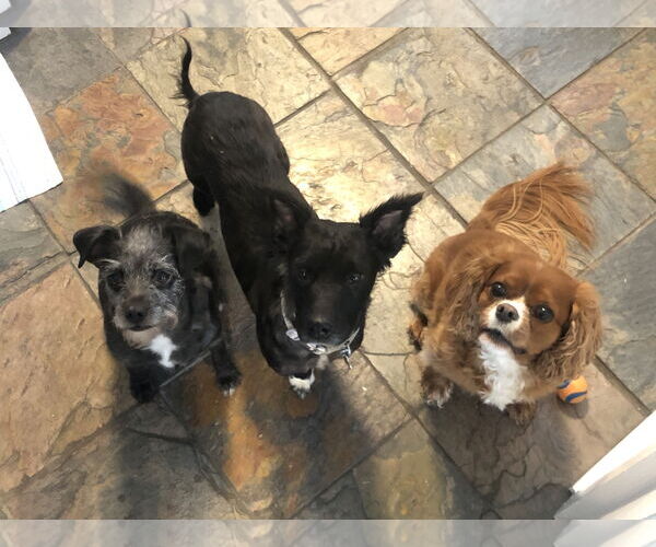 Medium Photo #10 Colonial Cocker Spaniel-Unknown Mix Puppy For Sale in Sandy, UT, USA