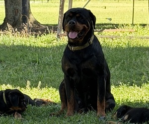 Mother of the Rottweiler puppies born on 04/03/2026