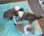 Puppy Shield Collie