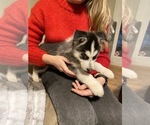 Small Photo #15 Siberian Husky Puppy For Sale in ROSEVILLE, CA, USA