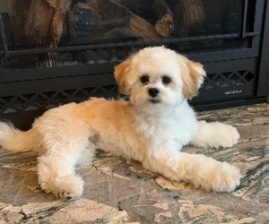 Zuchon Puppy for sale in DANVILLE, PA, USA