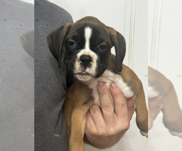 Medium Photo #1 Boxer Puppy For Sale in LAURENS, SC, USA
