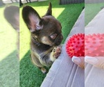 Small Photo #10 French Bulldog Puppy For Sale in LAS VEGAS, NV, USA