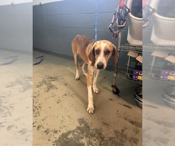 Medium Photo #1 Treeing Walker Coonhound-Unknown Mix Puppy For Sale in Tallahassee, FL, USA