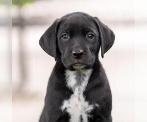 Dalmatian-Labrador Retriever Mix Dogs for adoption in San Diego, CA, USA