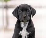 Small Dalmatian-Labrador Retriever Mix