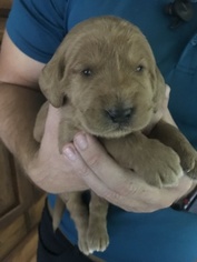 Labradoodle Puppy for sale in SIGNAL MOUNTAIN, TN, USA