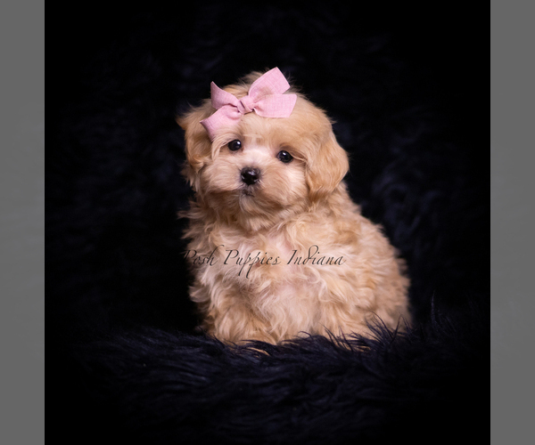 Medium Photo #106 Maltipoo (Miniature) Puppy For Sale in WARSAW, IN, USA
