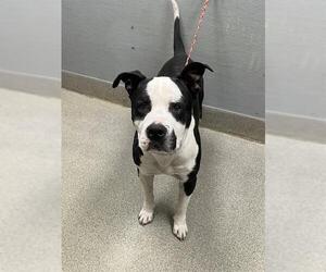 American Pit Bull Terrier-Unknown Mix Dogs for adoption in Las Vegas, NV, USA